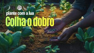 Plantio De Novembro Os Consórcios Lunares Que Duplicam Sua Colheita O Que Plantar Na Horta.