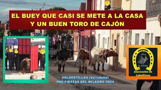 Valdestillas (Va). Toro de Cajón &quot;Asociación Caballistas El Estribo&quot;. 4/5/2024