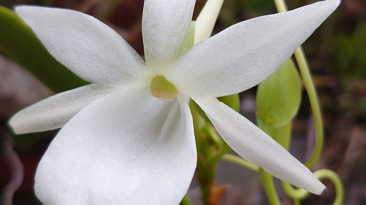 Angraecum leonis アングレカム・レオニス