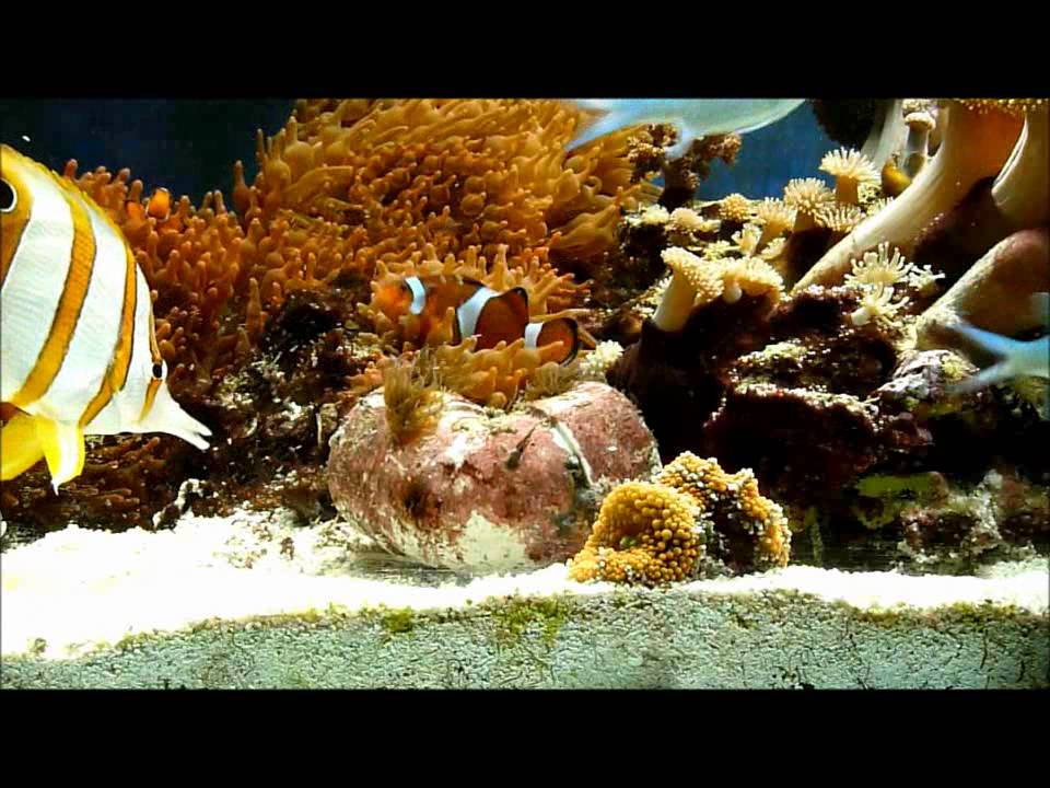 Copperband eating Aiptasia YouTube