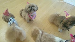 Shih Tzu birthday party!