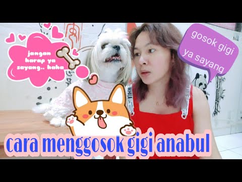 Video: Cara Menyikat Gigi Anjing Anda Your