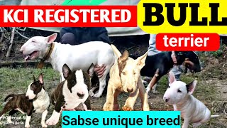 KCI REGISTERED BULL TERRIER PUPPIES FOR SALE | Best quality bull terrier