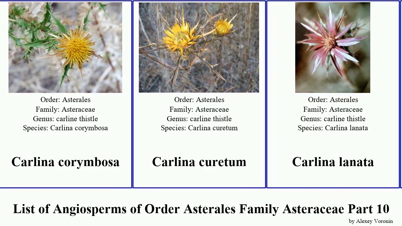 List of Angiosperms of Order Asterales Family Asteraceae Part 10 carduus cassinia carlina celmisia