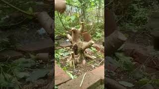 Terlihat sangat GAHAR bonsai loa ficus tree art