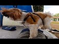 感動の再会｜公園でママを発見した愛犬のリアクションが可愛すぎたwww【犬Vlog】