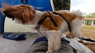 感動の再会｜公園でママを発見した愛犬のリアクションが可愛すぎたwww【犬Vlog】