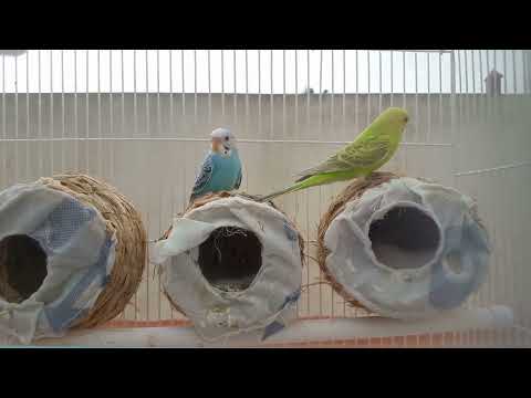 Vidéo: Perruche ondulée. Reproduction et soins
