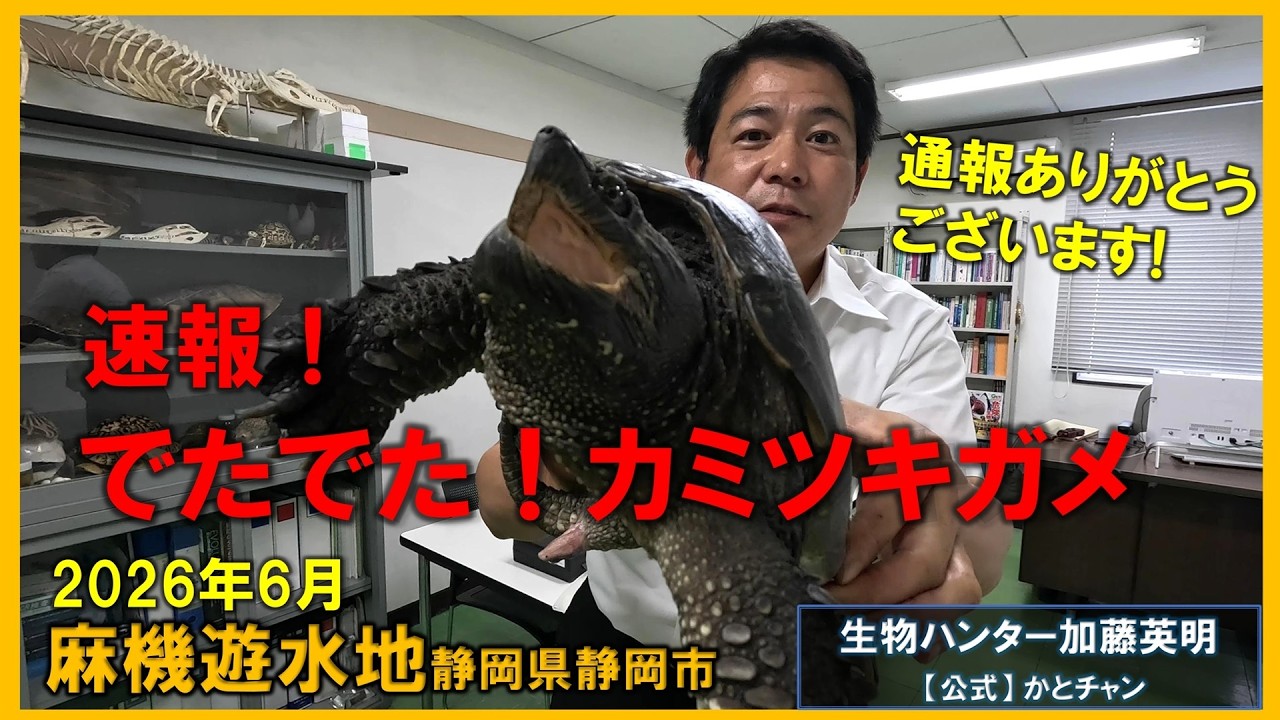 速報！カミツキガメ出現！見つけたら通報よろしくお願いします！麻機遊水地の外来種に要注意 ≫生物ハンター加藤英明【公式】かとチャン