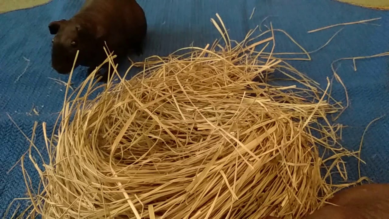 Скинни заболели грибок у морских свинок.