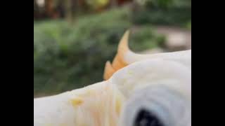 Cockatoo sending kisses to start the week by ZWF MIAMI 305 views 1 year ago 29 seconds