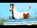 Arabian Pinto Mare Queeny with foal June 2020 - Araber Pinto Stute Queeny mit Hengstfohlen Juni 2020