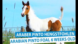 Arabian Pinto Mare Queeny with foal June 2020 - Araber Pinto Stute Queeny mit Hengstfohlen Juni 2020