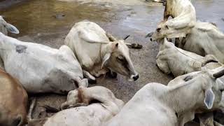 Funny Cow Sleeping Desi Cow Sleeping Stayle Cow Sleeping In Morning