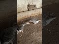 Ш Ш Щ Ш ШЎ Ш Щ ШЁШ ШЇЩЉШ вќ пёЏ ЩЃШµЩ Ш Щ Ш Ш ЩЉЩЃ Shorts Trending Reels Ш Щ ШЁШ ШЇЩЉШ Shortvideo Ш Ш Щ Ш ШЎ Ш Щ ШЁШ ШЇЩЉШ вќ пёЏ ЩЃШµЩ Ш Щ Ш Ш ЩЉЩЃ Shorts Trending Reels Ш Щ ШЁШ ШЇЩЉШ Shortvideo