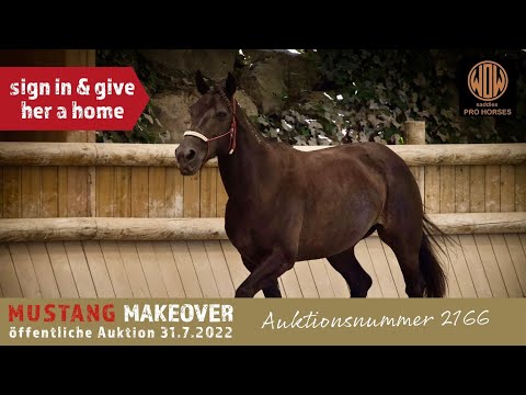 Gib jetzt einem Mustang ein Zuhause ❤️ | MUSTANG MAKEOVER 2022