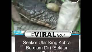 Download Aneh!! Seekor Ular King Kobra Berdiam Diri Sekitar 4 Tahun! Video MP3 Aneh!! Seekor Ular King Kobra Berdiam Diri Sekitar 4 Tahun!