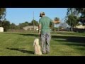 Sirius K9 Academy Intermediate Obedience Test Exercise Sit In Motion Sirius K9 Academy Intermediate Obedience Test Exercise Sit In Motion