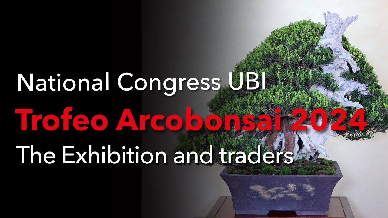 Arcobonsai 2024 - First-class bonsai and suiseki exhibition in Italy, a place to be
