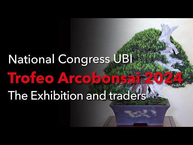 Arcobonsai 2024 - First-class bonsai and suiseki exhibition in Italy, a  place to be - YouTube