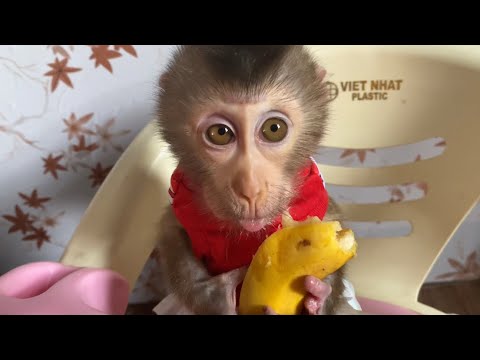 Cute little monkey sweat eating banana - YouTube