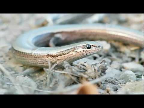 Ablepharus kitaibelii stepaneki I: pannon gyik - soparlita de frunzar - snake-eyed skink
