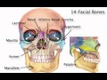 Chapter 8 Axial Skeleton