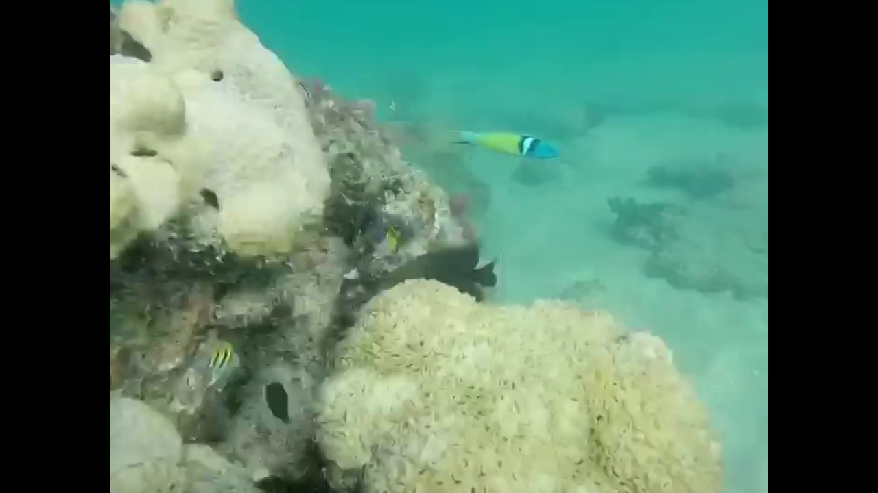 482017 snorkeling Lauderdale By The Sea YouTube