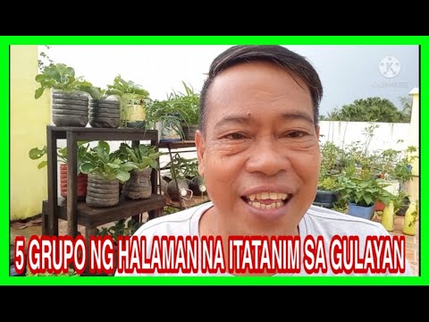 Video: Ano ang 5 pangkat ng halaman?