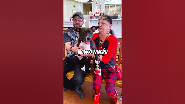 Dog Gets Adopted After Being Homeless For 100 Days ❤️