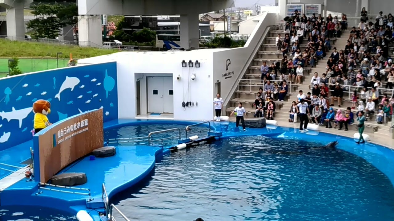 うみの杜水族館 ベガッ太さんとイルカショー 20180610 YouTube うみの杜水族館 ベガッ太さんとイルカショー 20180610 YouTube