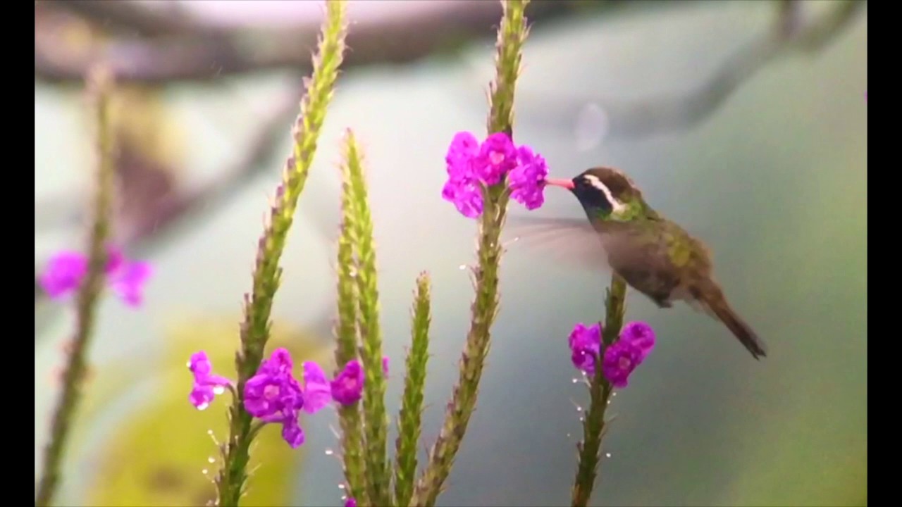 White-eared Hummingbird