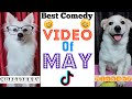 Best Comedy Video of May  | Riobaby and Kulotobaby | Tiktok Videos - Talking Dog