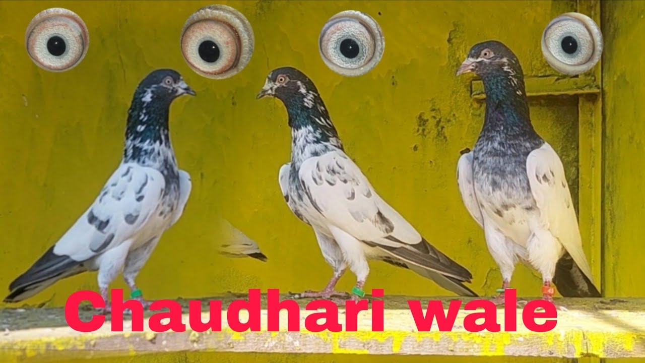 03244753622 Chaudhari wale Teddy Kabootar breeder A plus quality