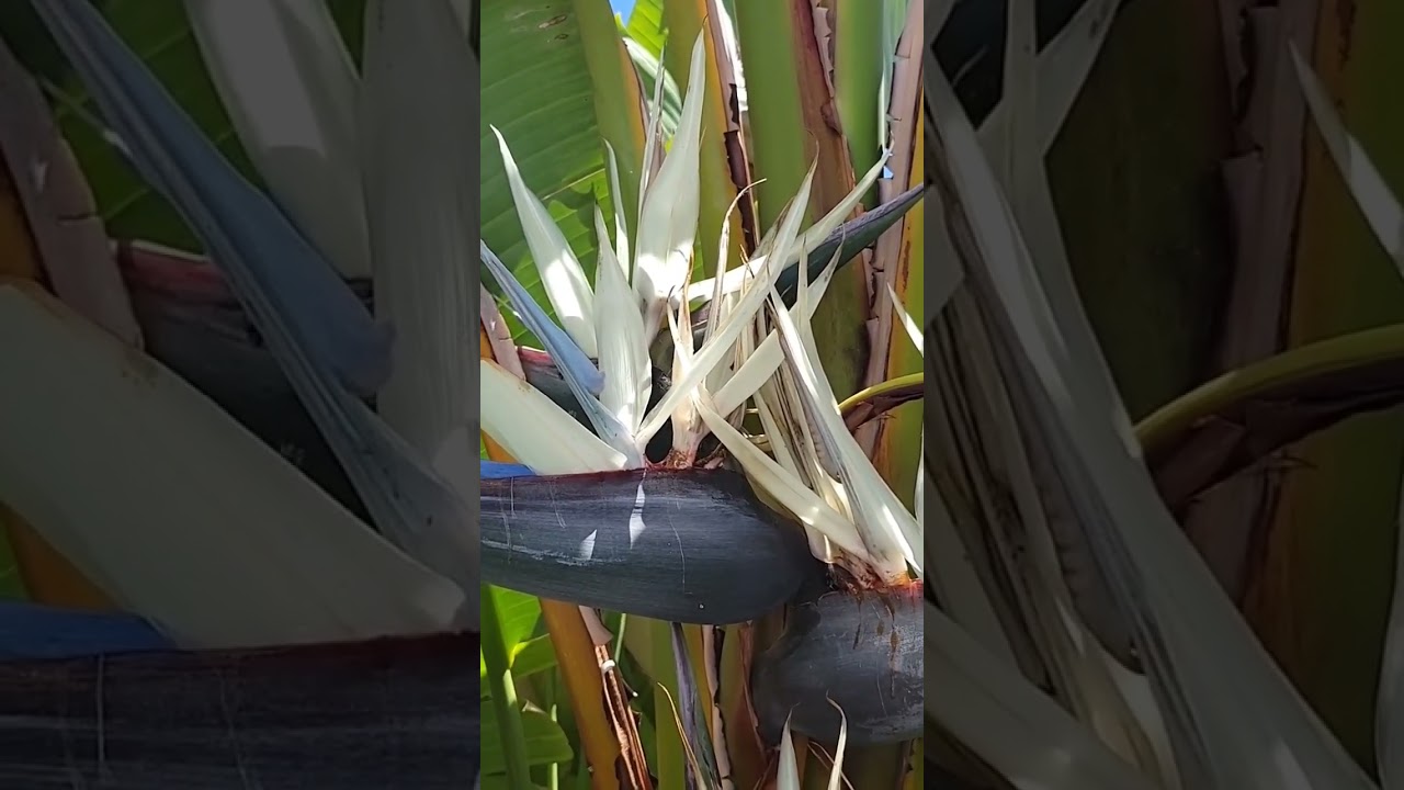Whit Bird of paradise Flowers.Ceeb Tsheej Paj dawb kaus ncauj noog.