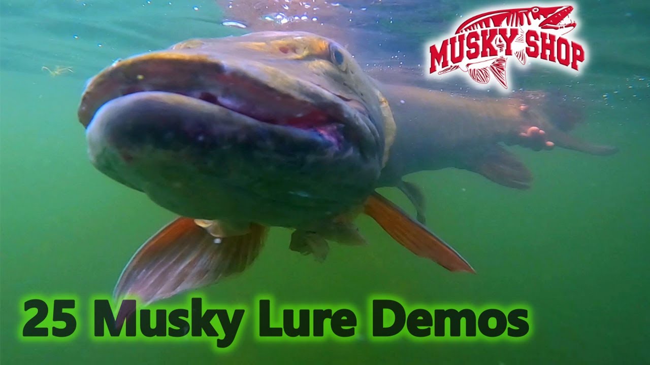 Hot Musky Fishing Lure Demos! 