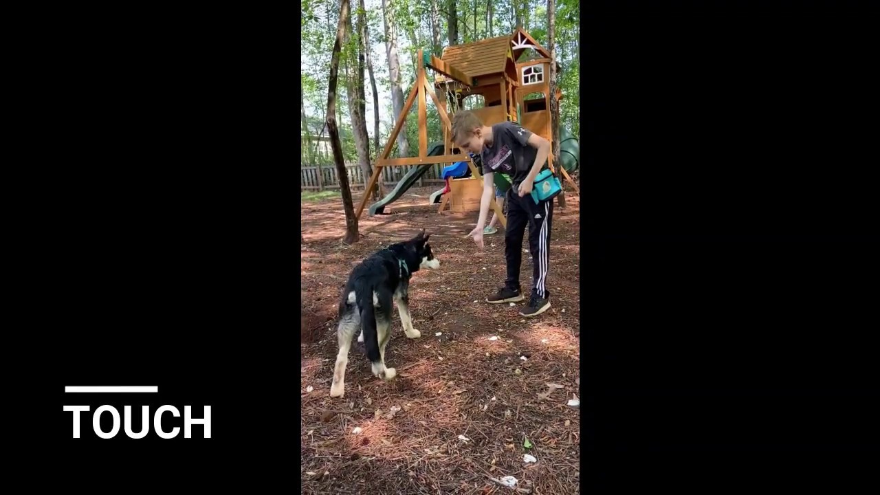 akc-novice-trick-dog-stuart-youtube