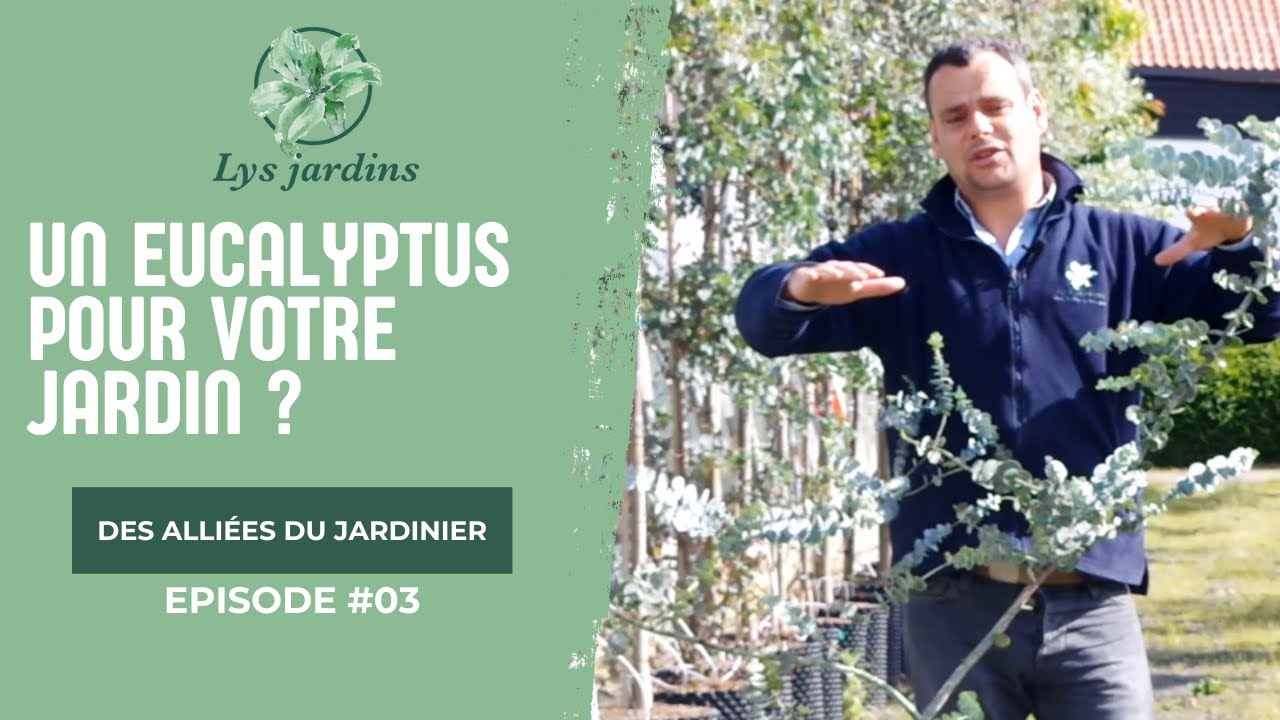 Quel Eucalyptus choisir pour votre jardin ?
