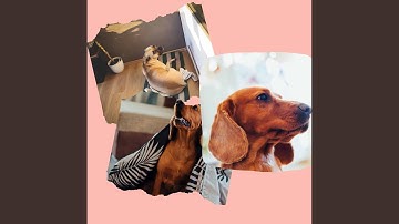 Background for Lazy Puppy Afternoons