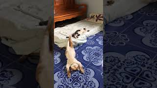 Funny Cat Sleeps in Awkward Position!