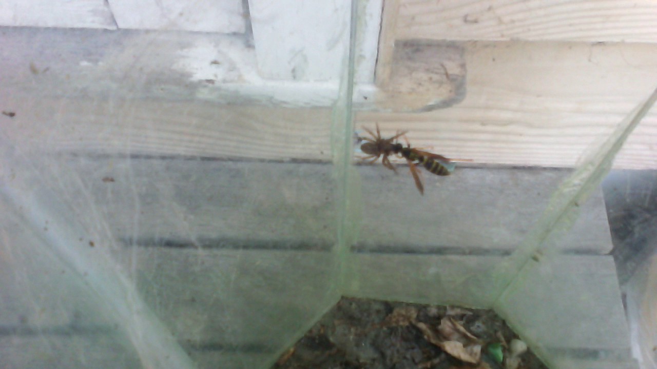 Grey House Spider (Badumna longinquus) Eating Asian Paper Wasp (Polistes chinensis antennalis)