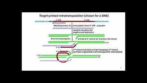 254 Target Primed Retrotransposition