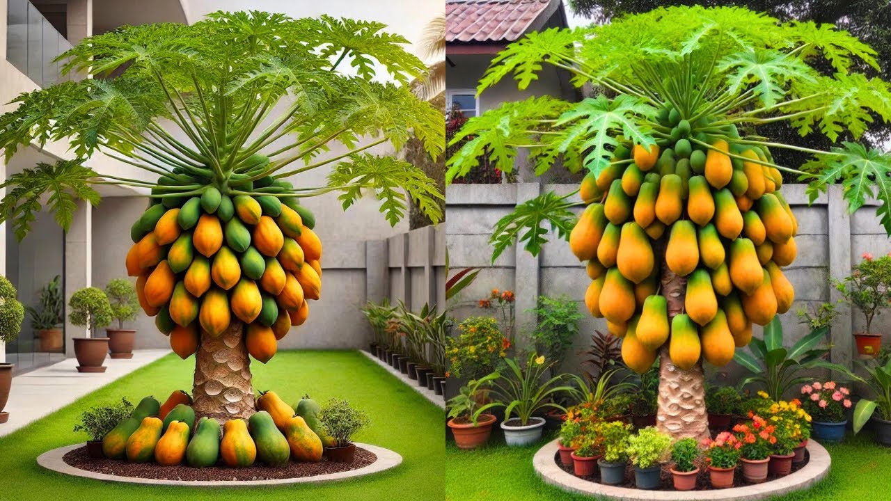 Papaya Tree In Front Of House