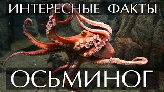 Осьминог - Интересные Факты