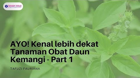 AYO! Mengenal lebih dekat Tanaman Obat Daun Kemangi