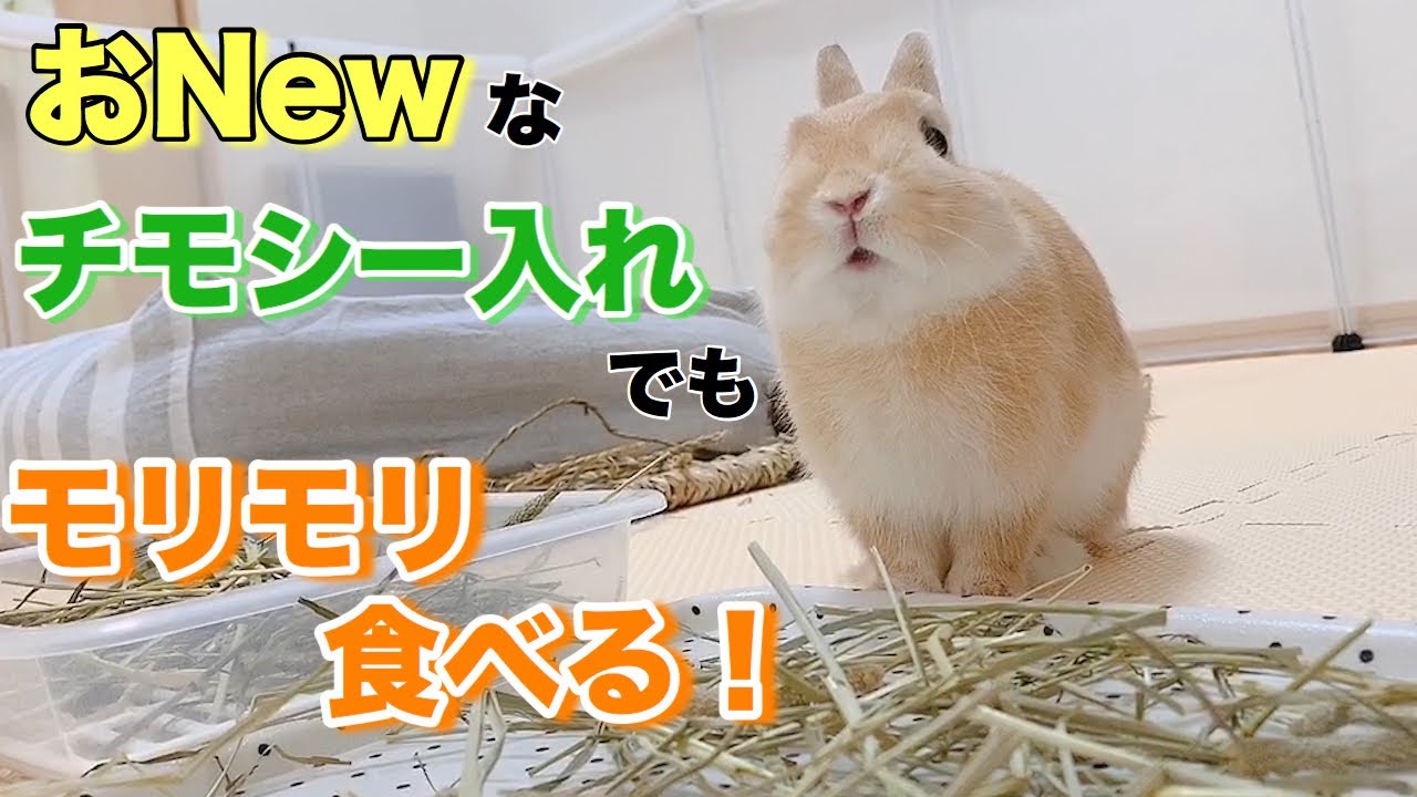 新しいチモシー入れを購入 良い子で食べてくれるうさぎ Youtube