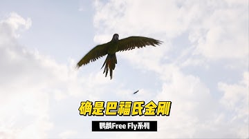 Thumbnail of Buffon's Macaw / Grand Military Macaw / Great Green Macaw #parrot #macaw