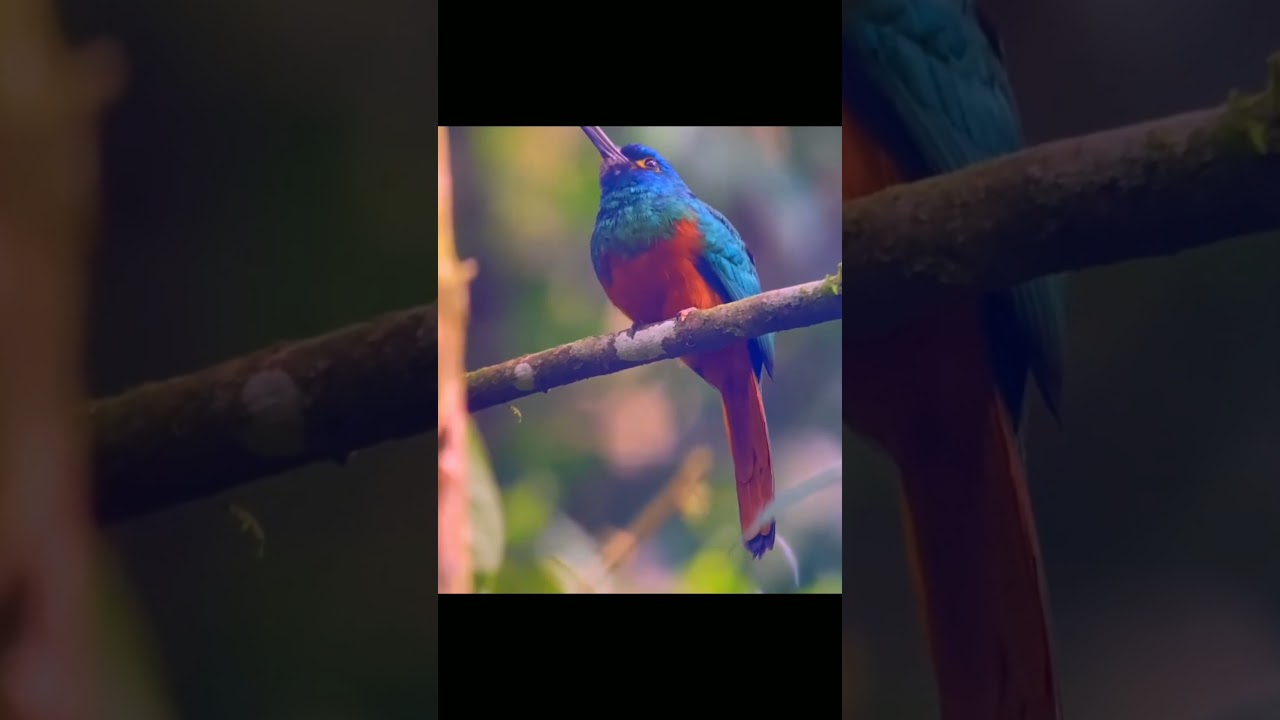 Jacamar Bird's Enchanting Melodies: A Symphony of the Wild