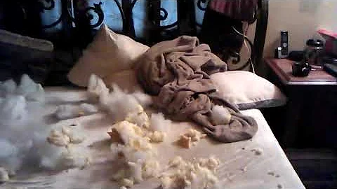 When dogs want a new bed..