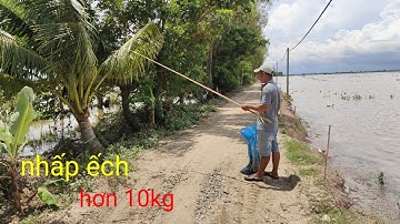 nhấp ếch không cần lưỡi câu nhiều thấy mê. 1 ngày hơn 10kg ếch quá hay. mùa nước nổi 